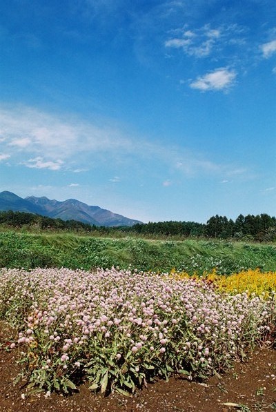 �L���C�I�I�I